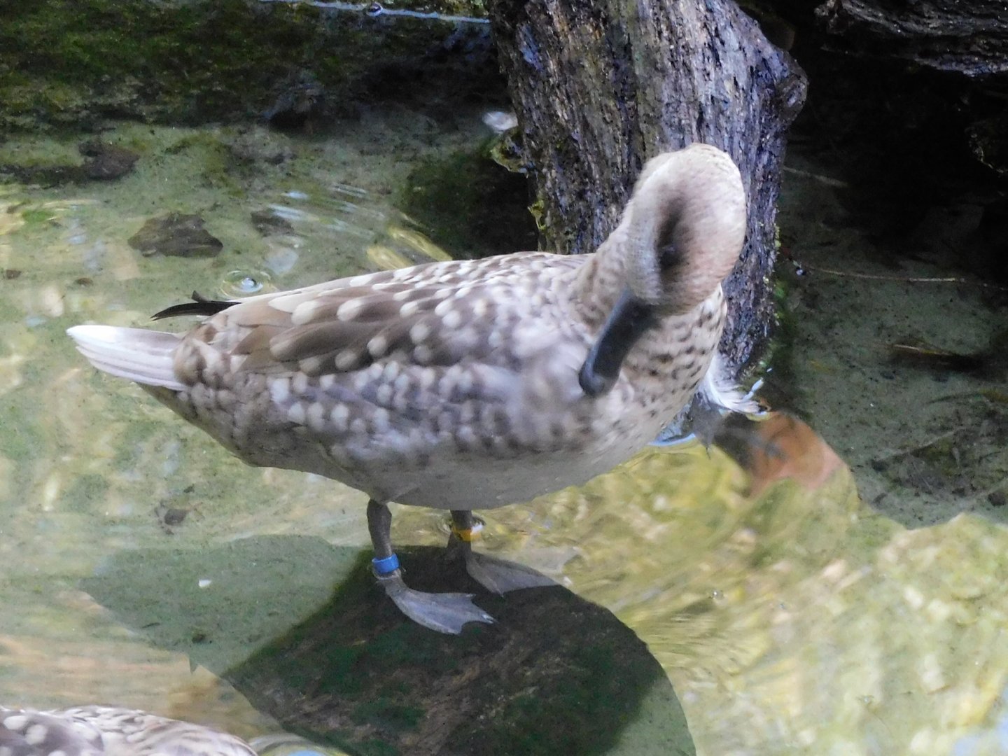 Can anyone id this duck
