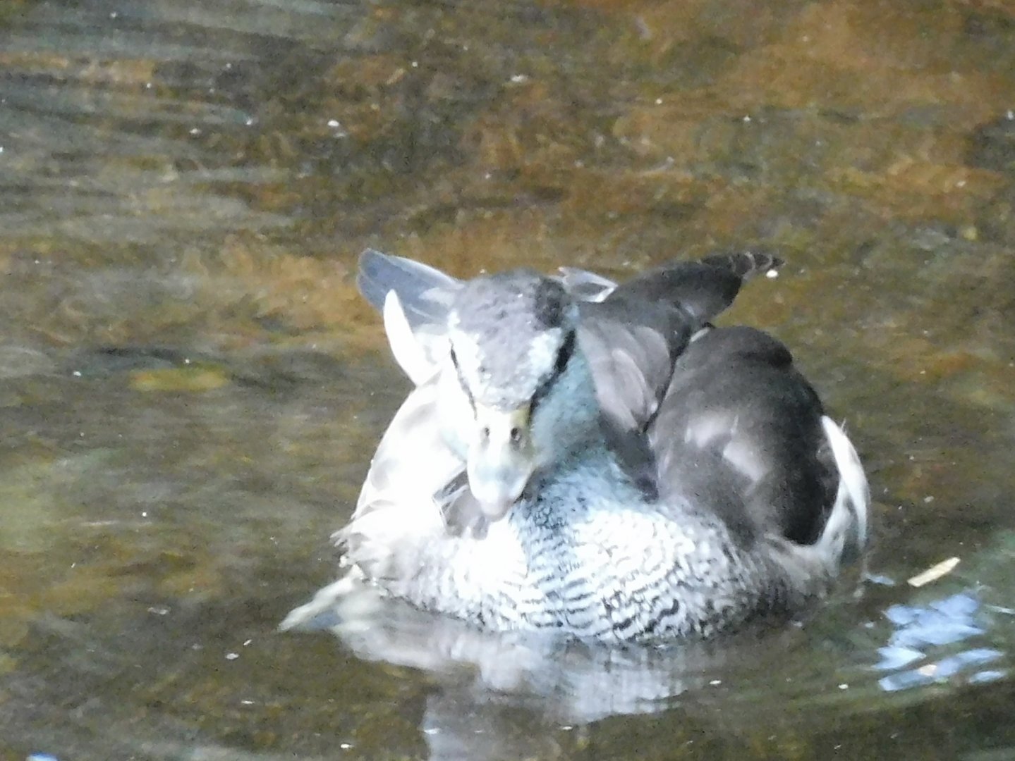 Can anyone id this Duck