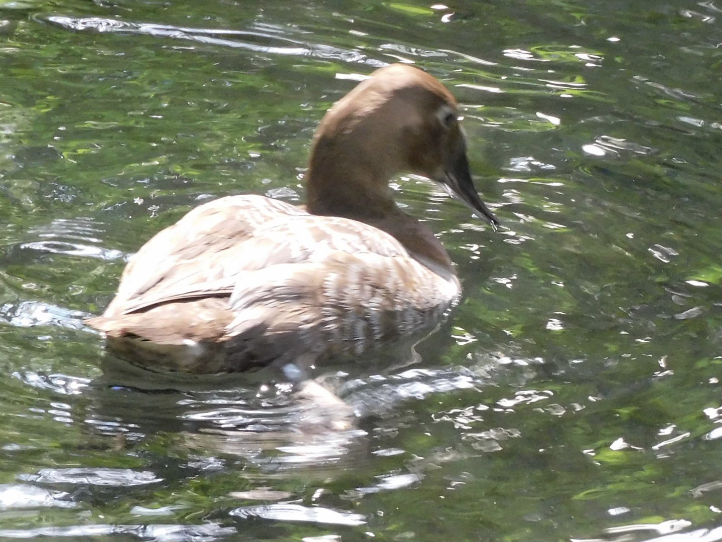 Can anyone id this duck