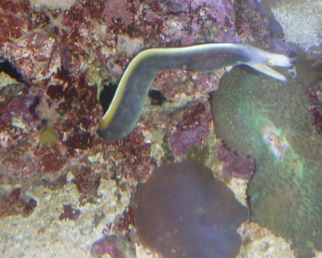Can anyone id this eel