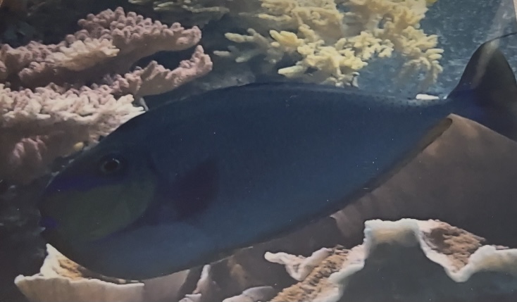 Can anyone id this fish I saw at Smithsonian zoo in 2009