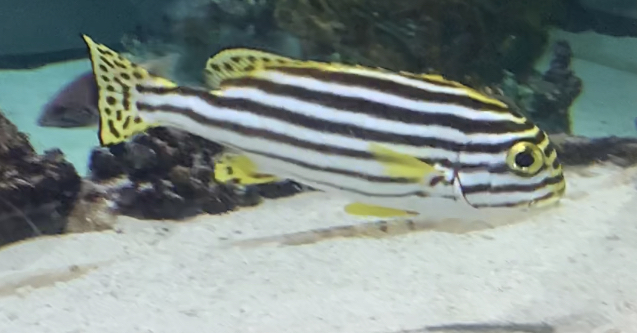 can anyone id this fish