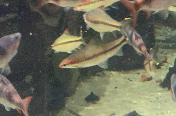 can anyone id this fish