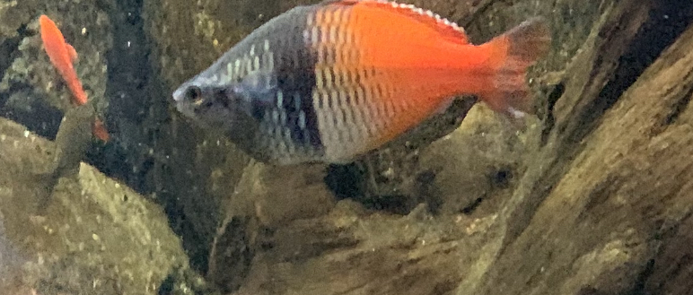 can anyone id this fish