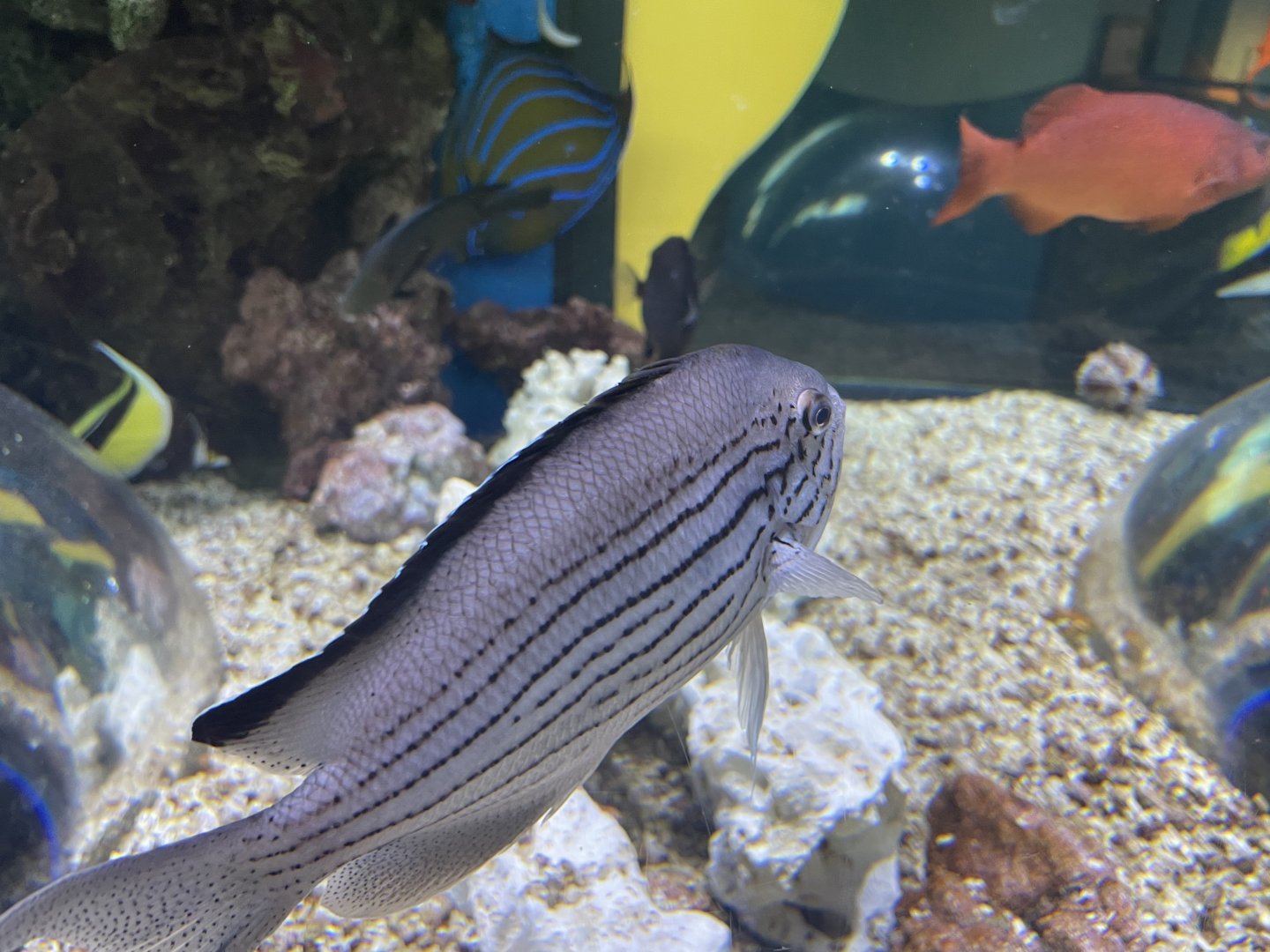 can anyone id this fish