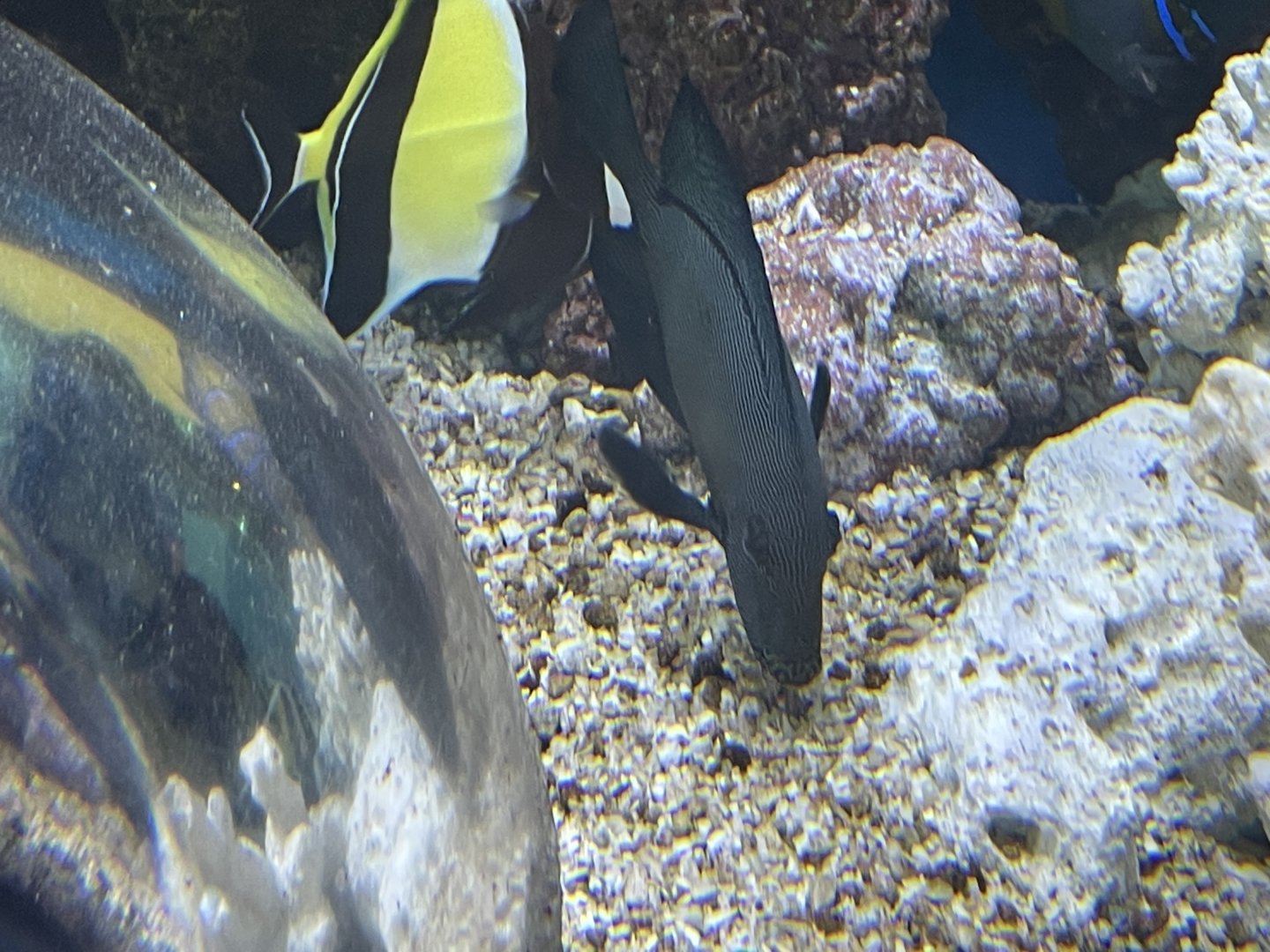 can anyone id this fish