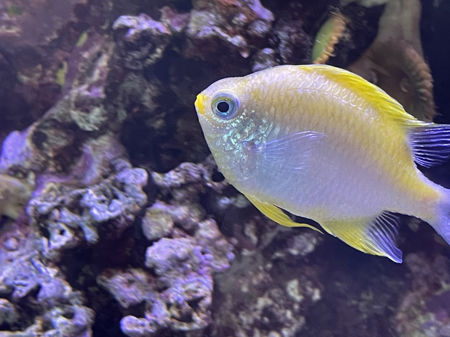 can anyone id this fish