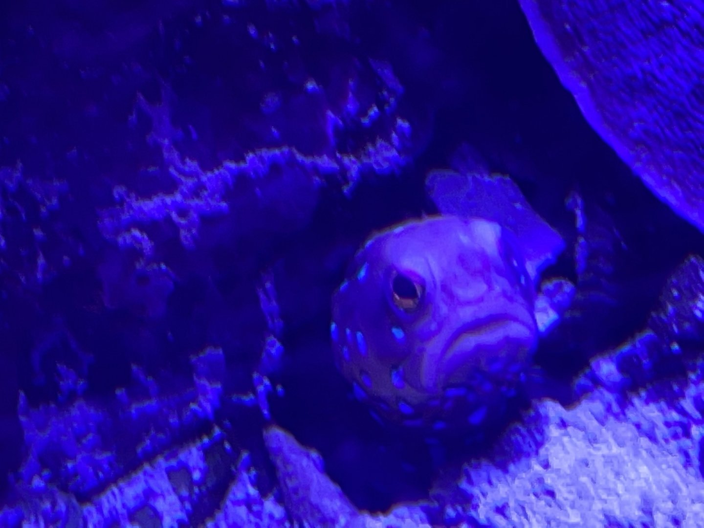 can anyone id this fish