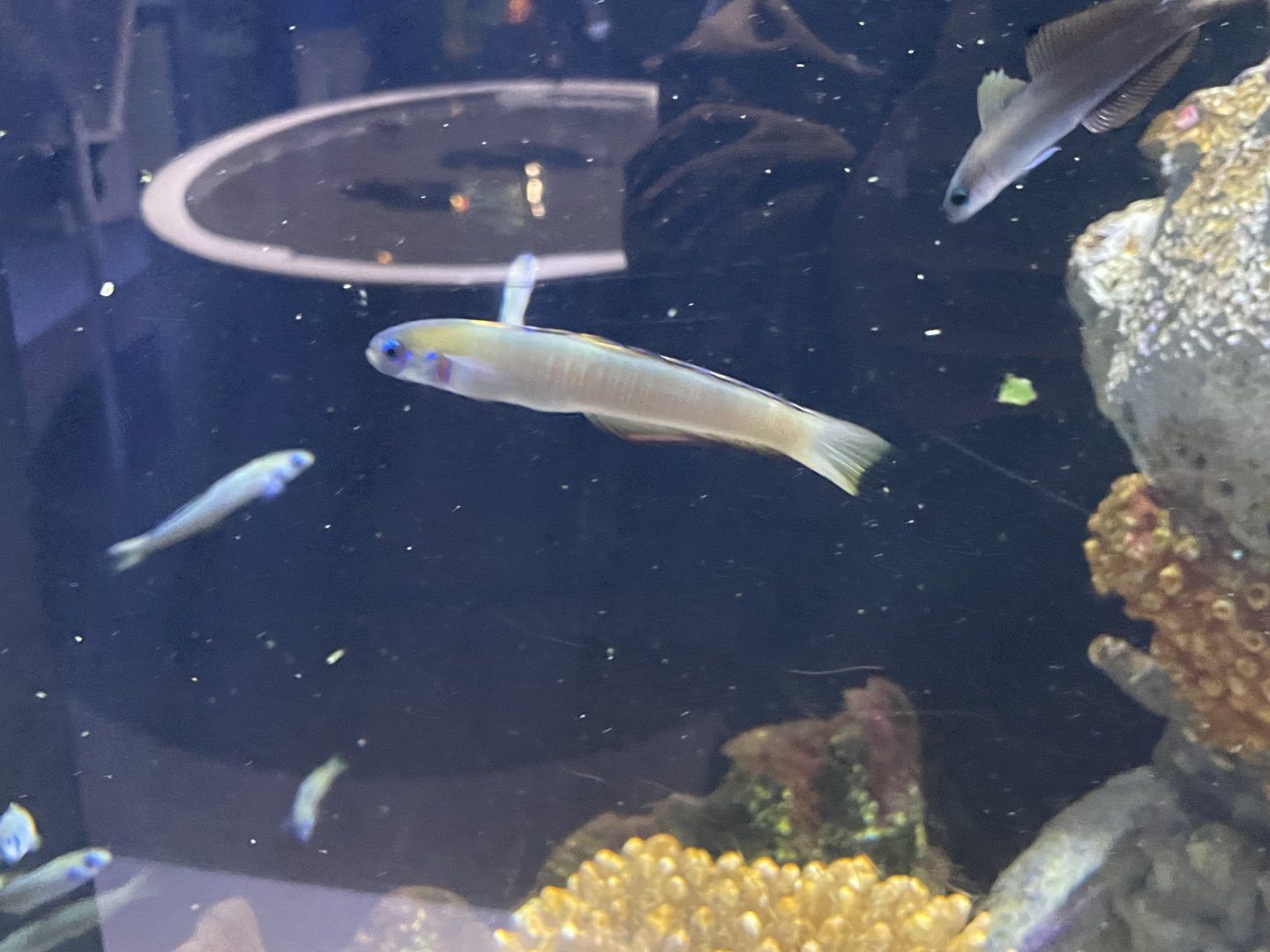 can anyone id this fish