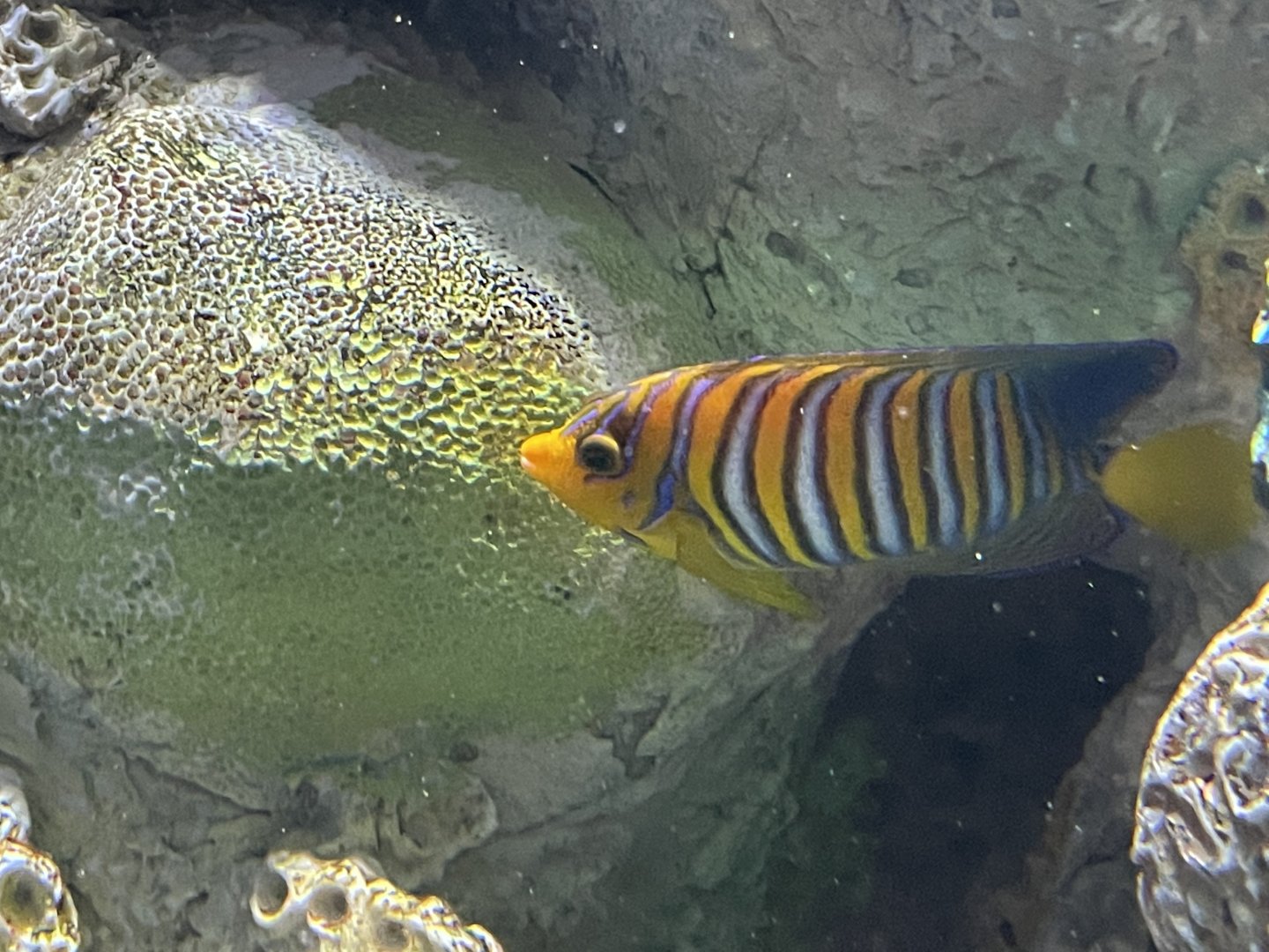 can anyone id this fish