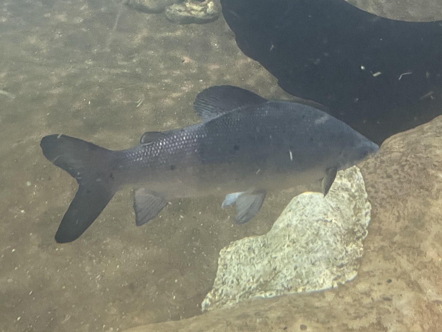 can anyone id this fish