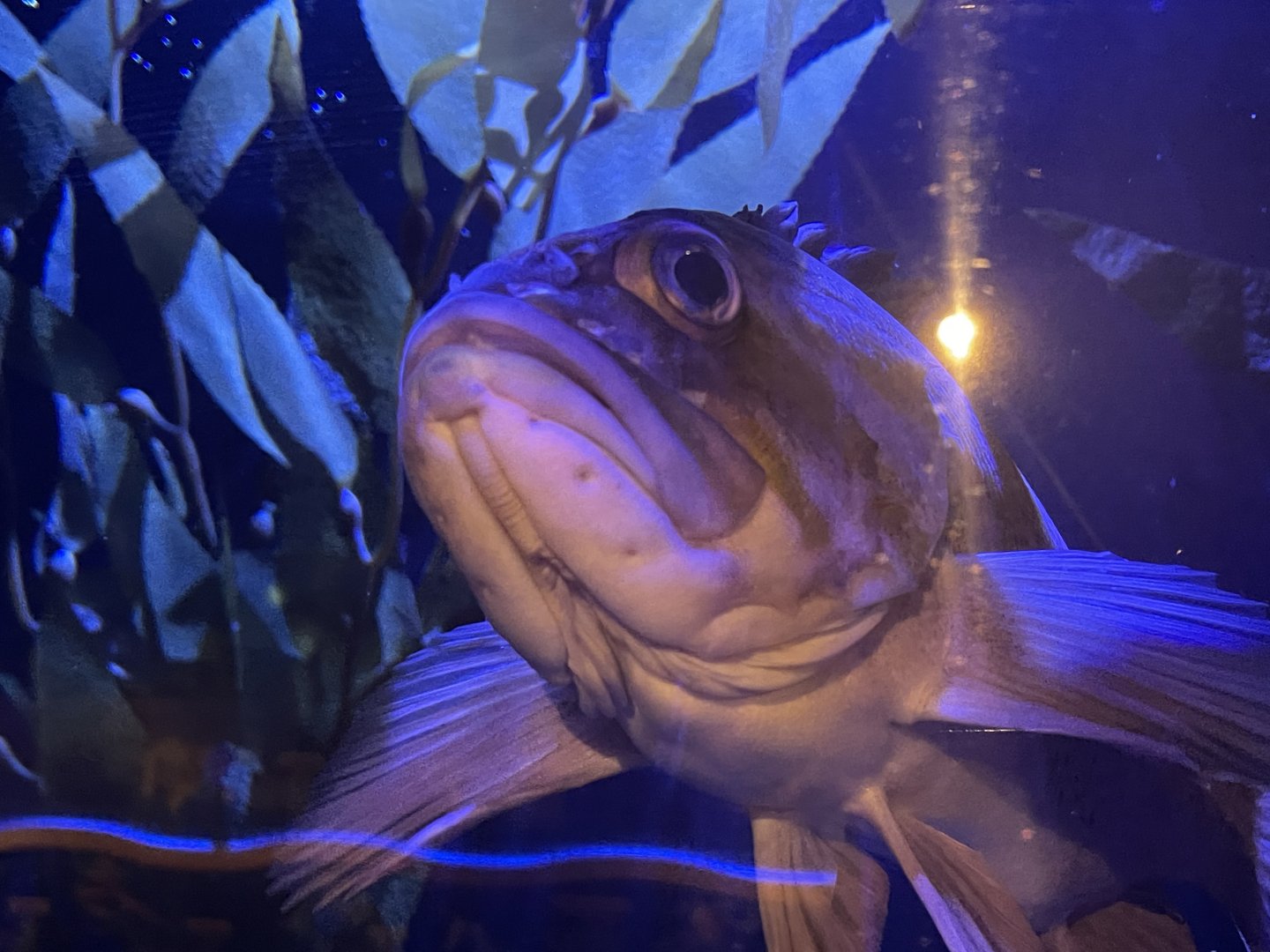 can anyone id this fish