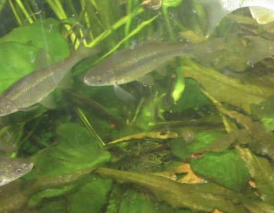 Can anyone id this fish