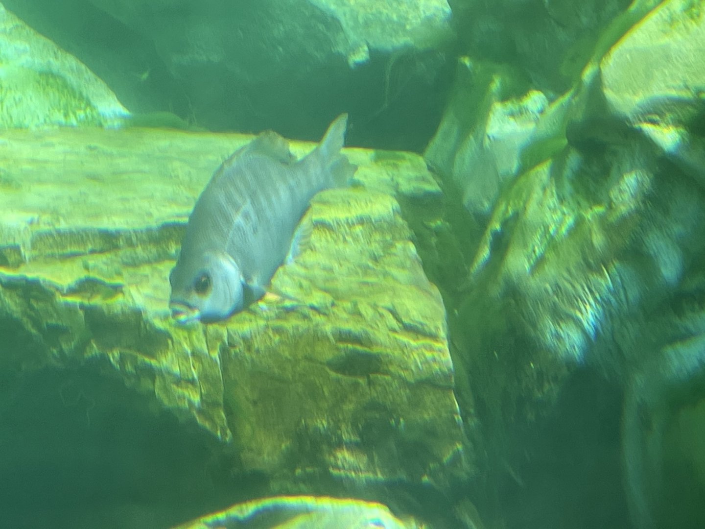 Can anyone id this fish