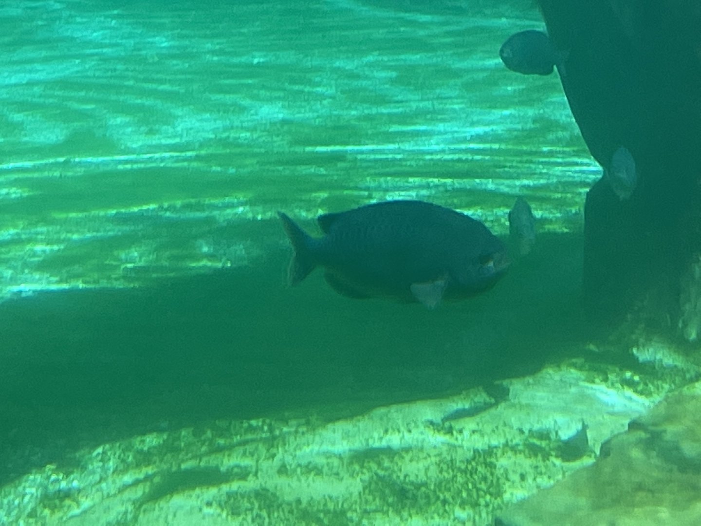 Can anyone id this fish