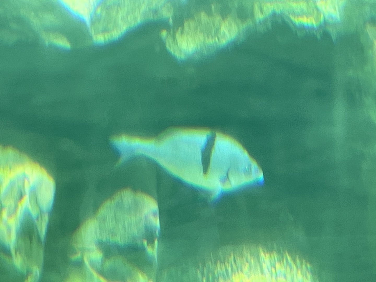 Can anyone id this fish