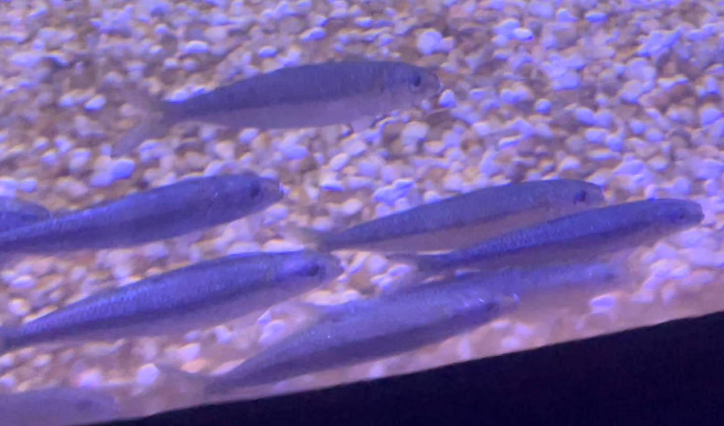 Can anyone id this fish