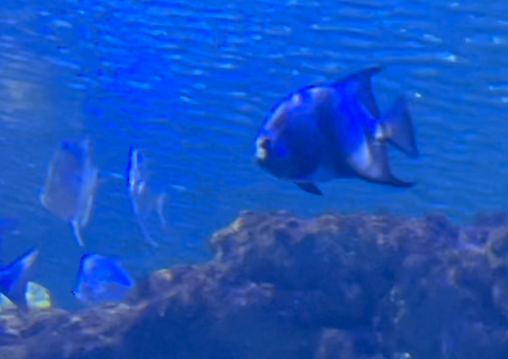 Can anyone id this fish