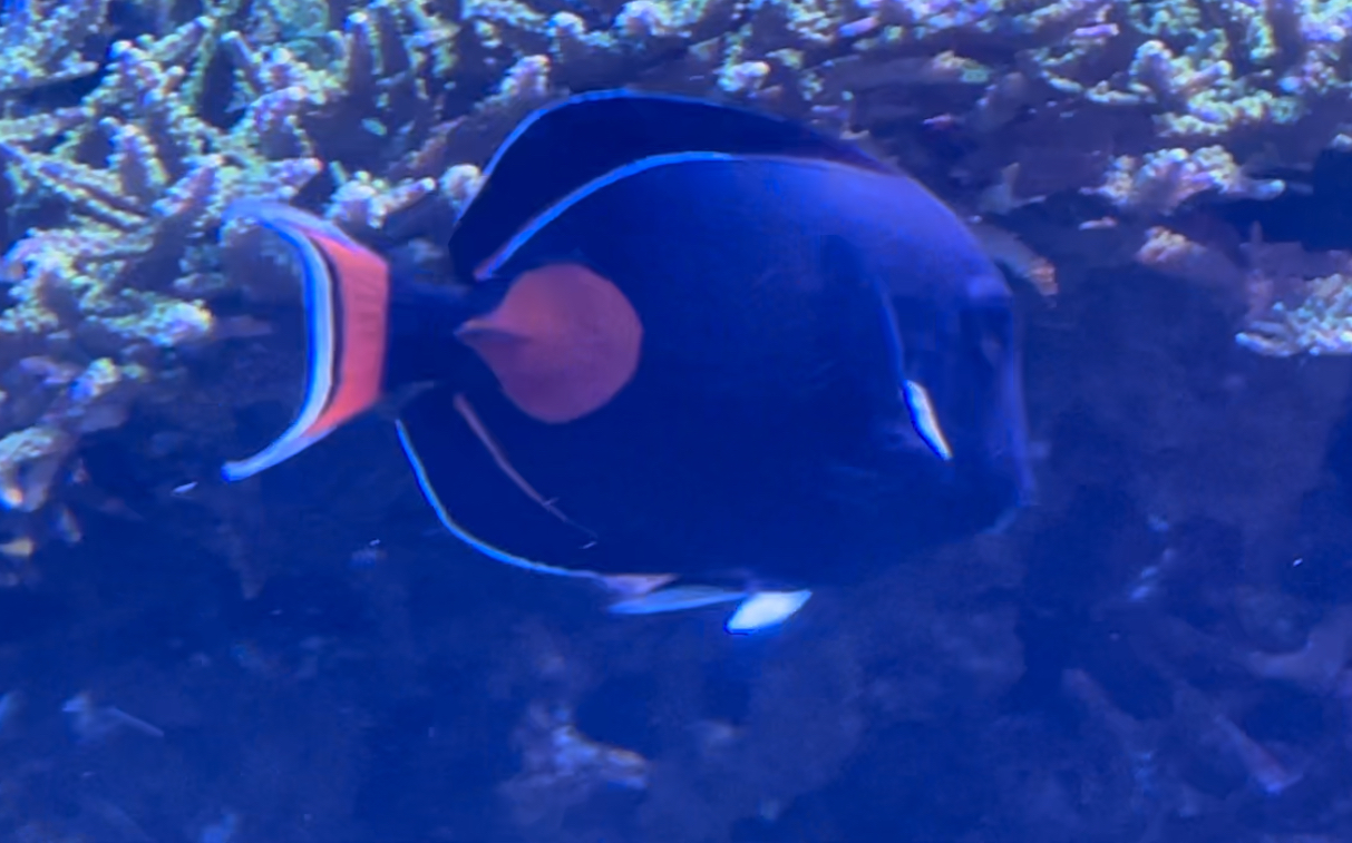 Can anyone id this fish