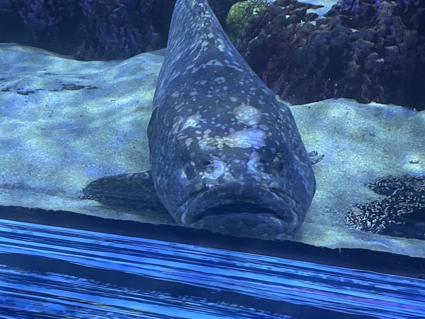 Can anyone id this fish