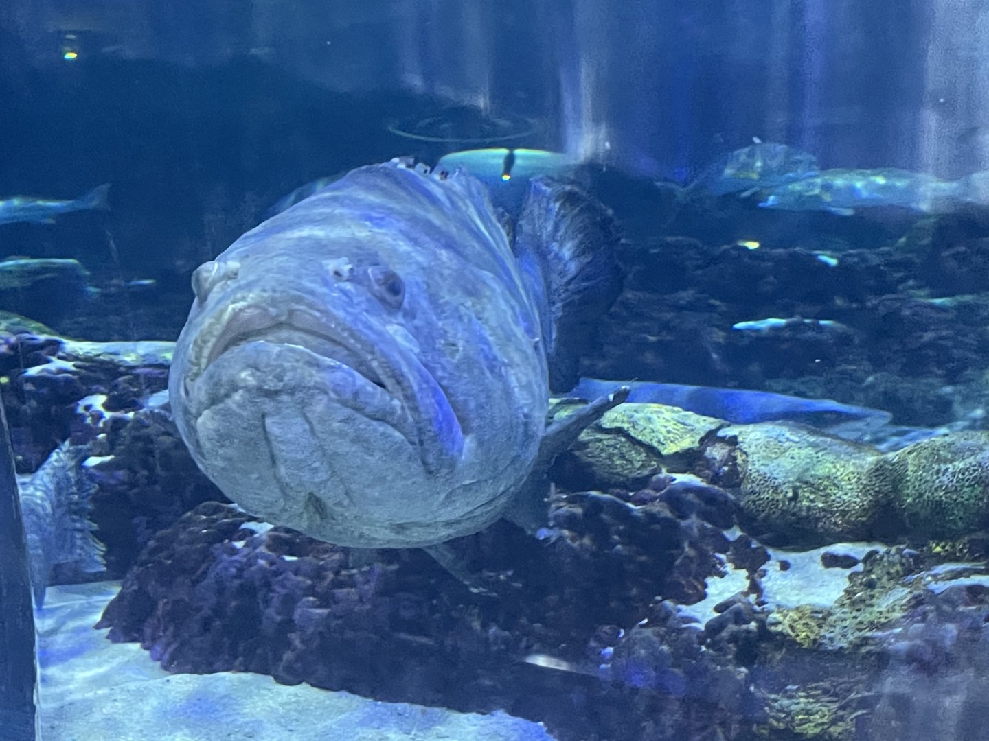 Can anyone id this fish