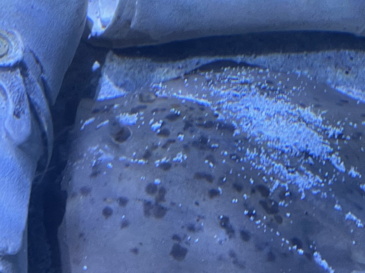 Can anyone id this fish