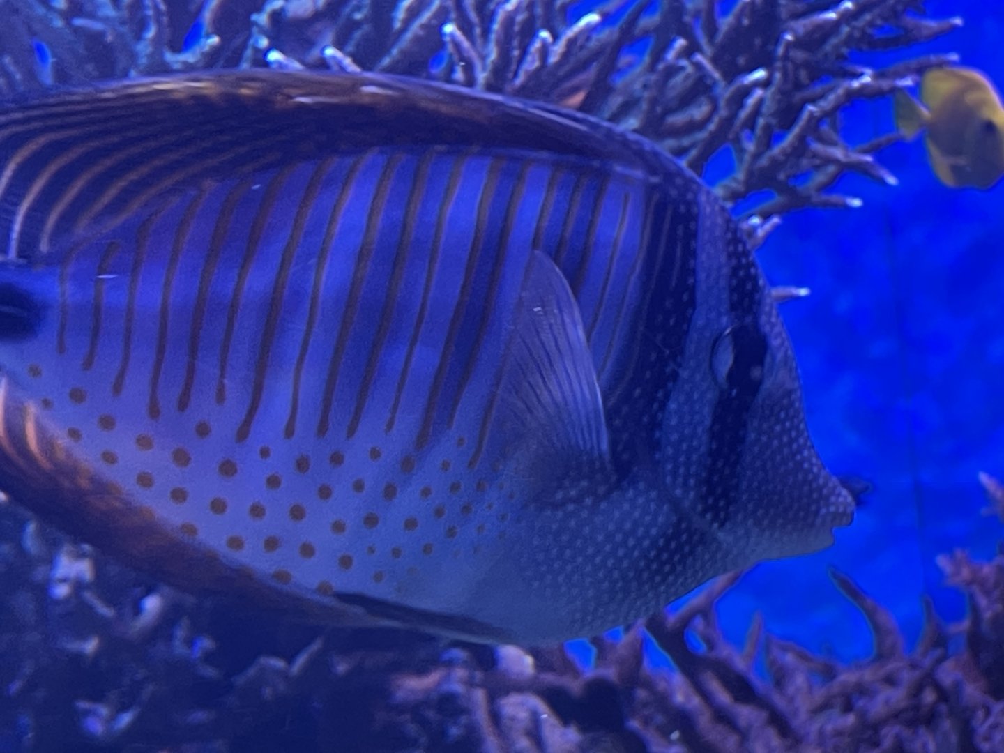 Can anyone id this fish