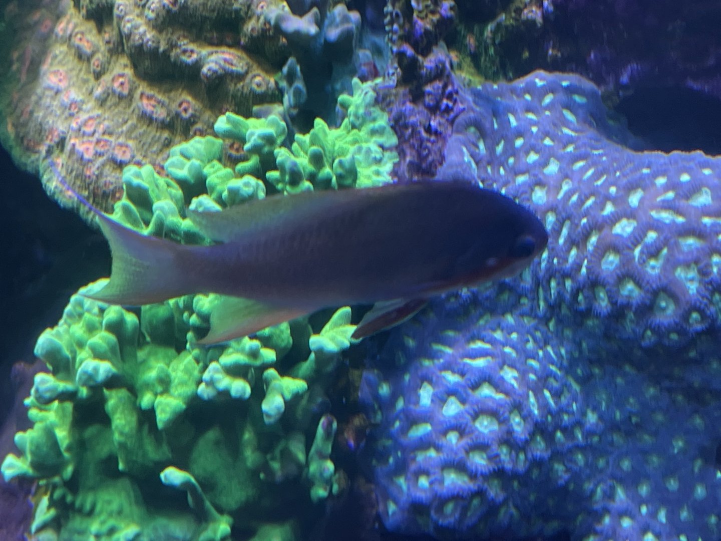 Can anyone id this fish