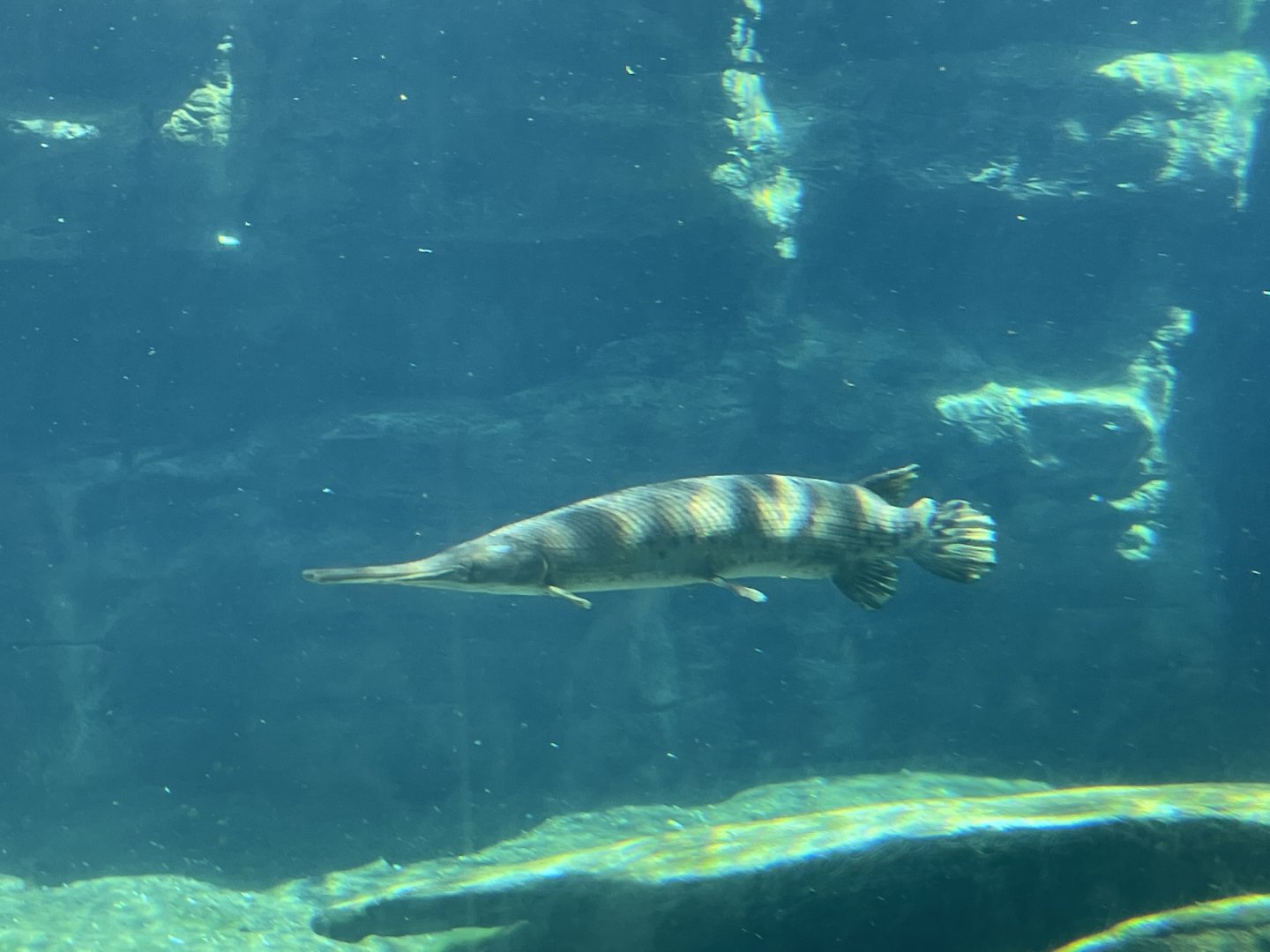 Can anyone id this fish