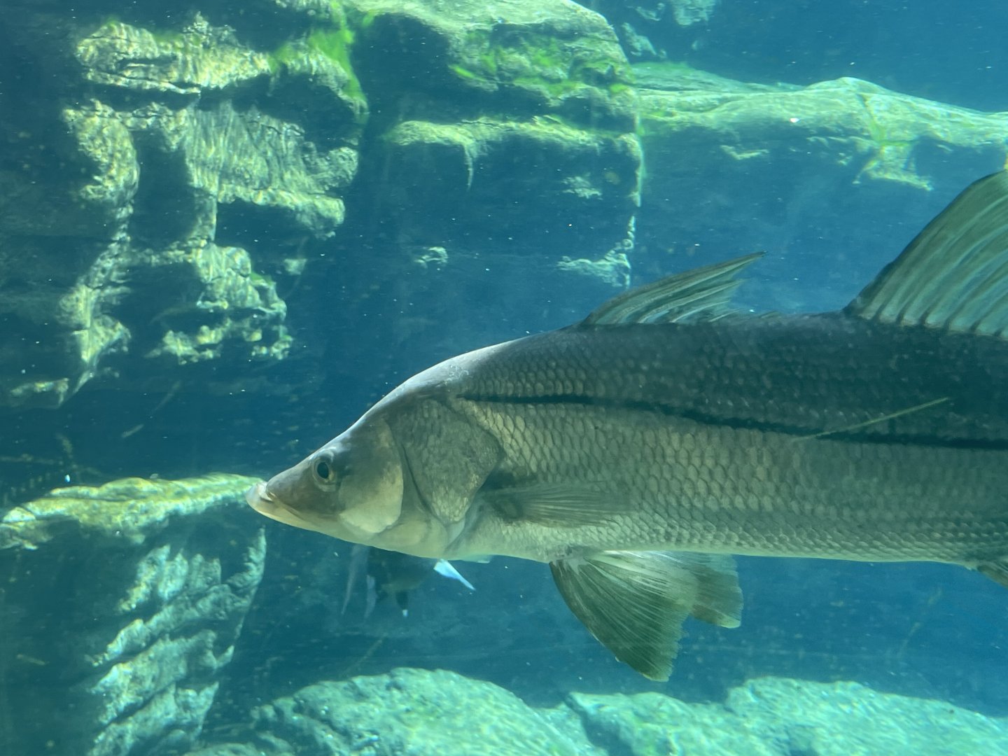 Can anyone id this fish