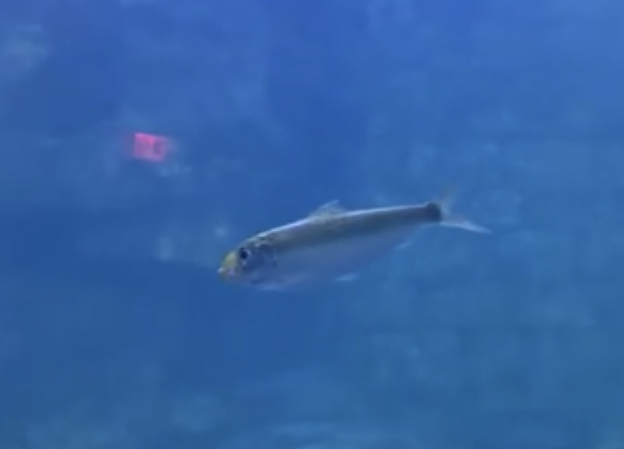 Can anyone id this fish