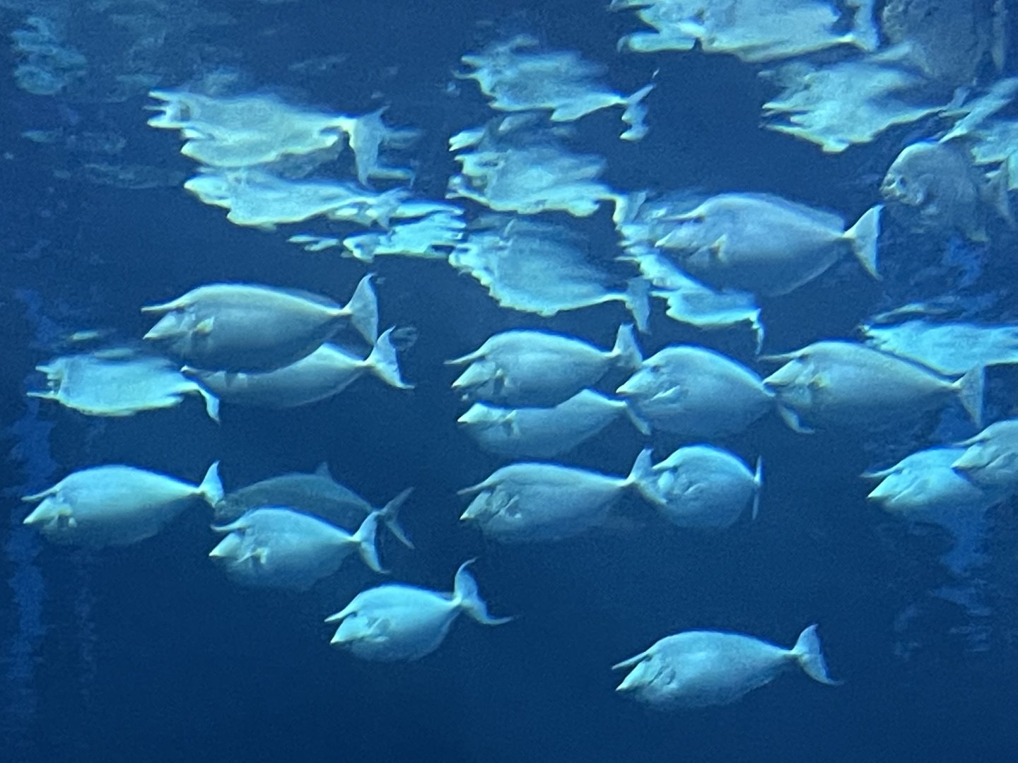 Can anyone id this fish