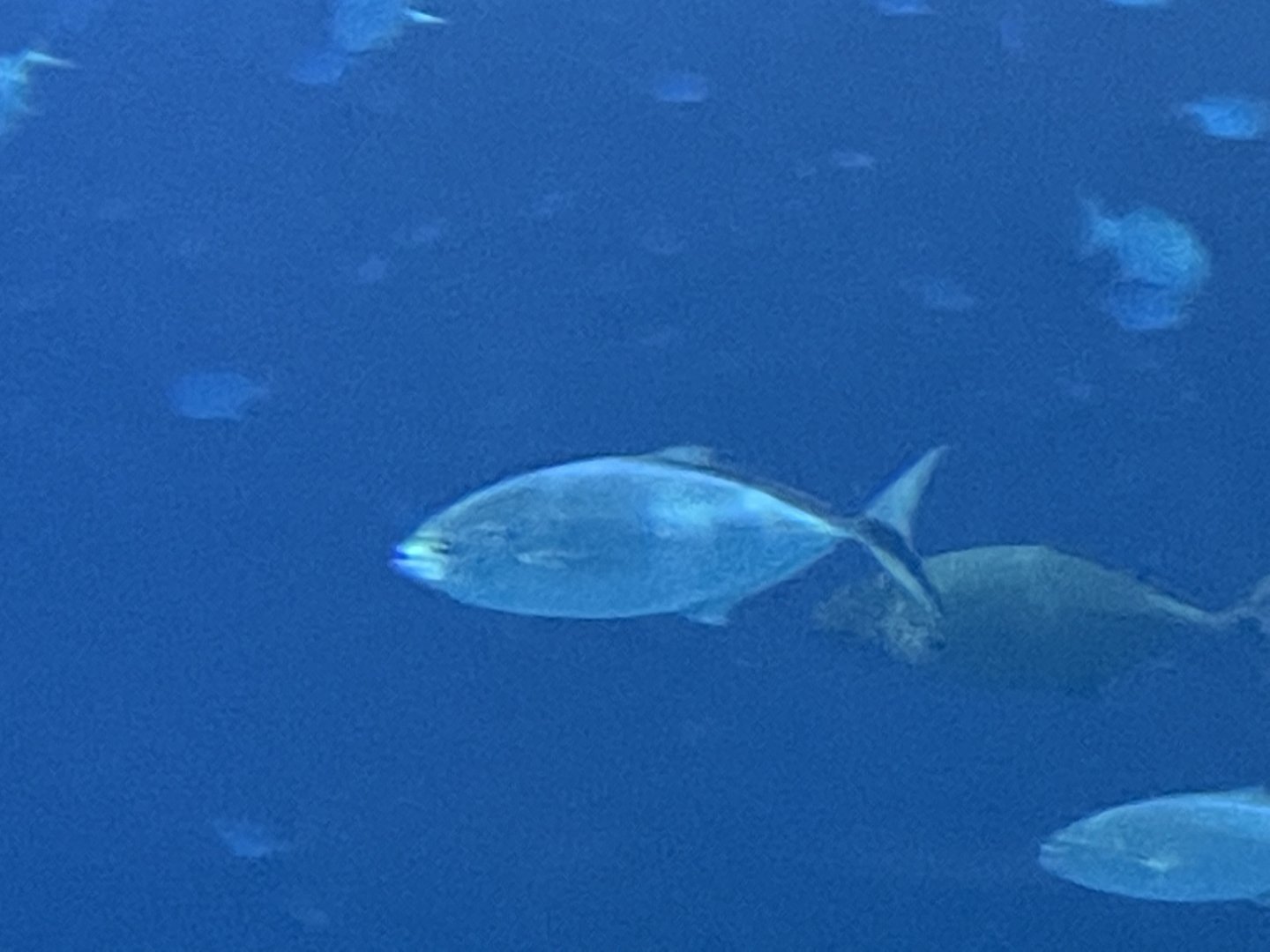 Can anyone id this fish