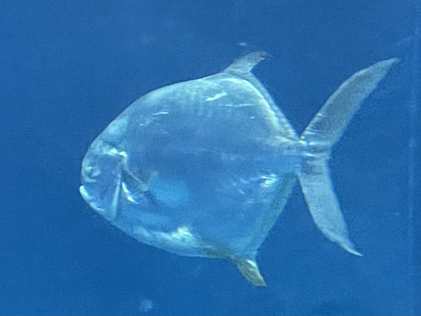Can anyone id this fish
