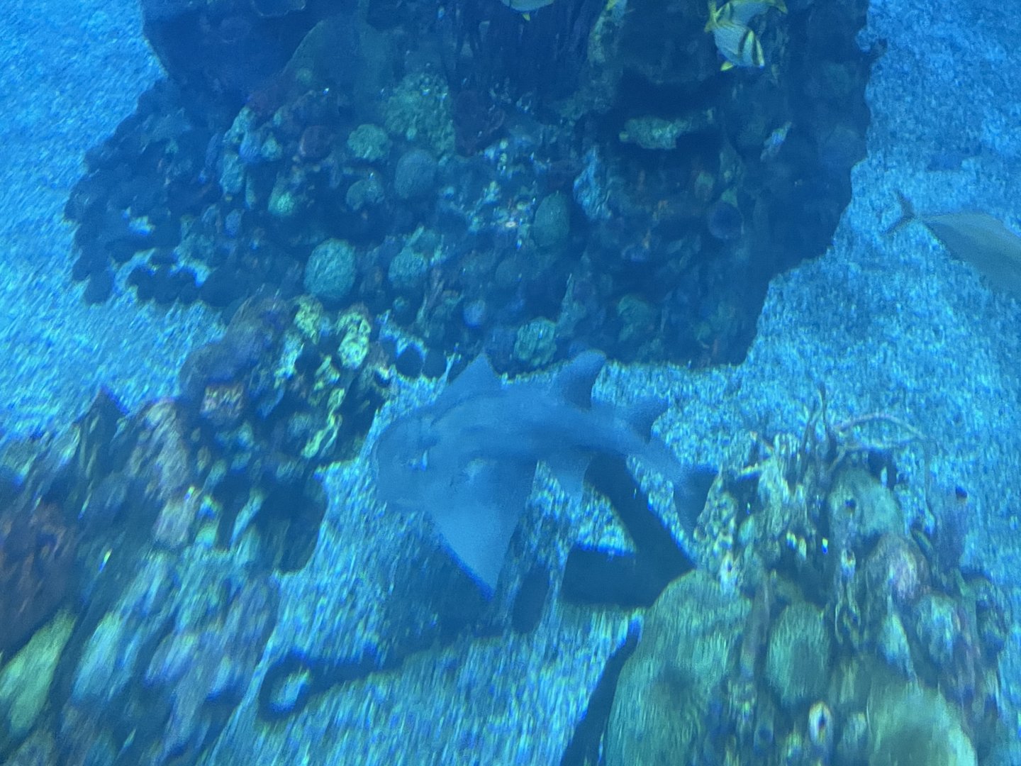 Can anyone id this fish