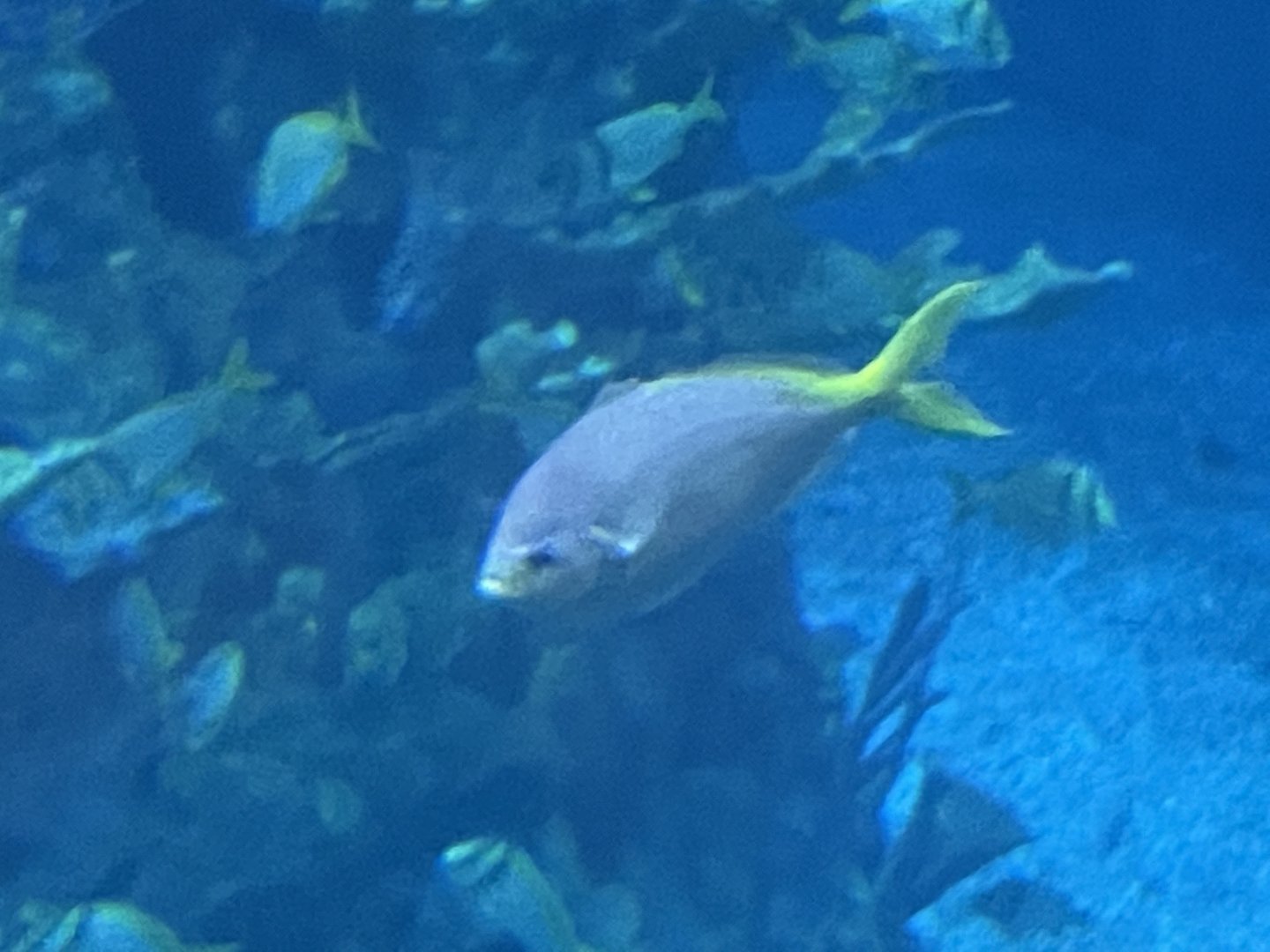Can anyone id this fish