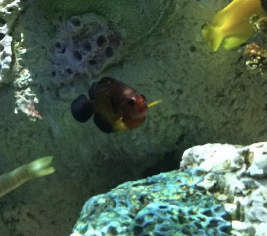 Can anyone id this fish