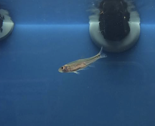 Can anyone id this fish