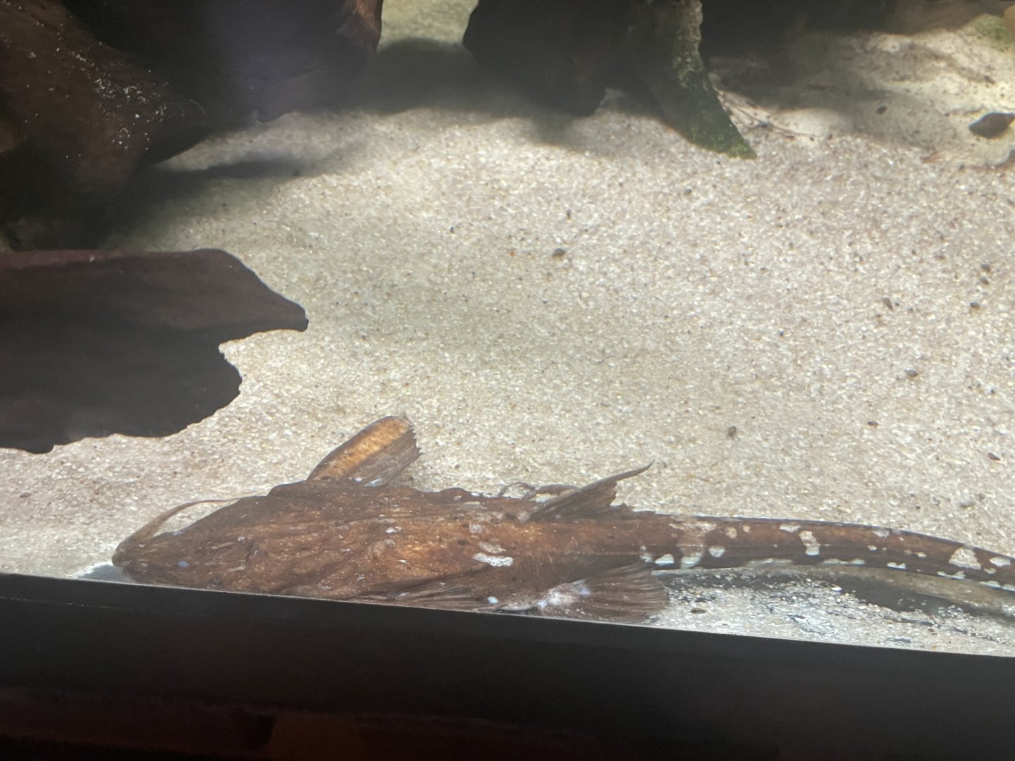 Can anyone id this fish