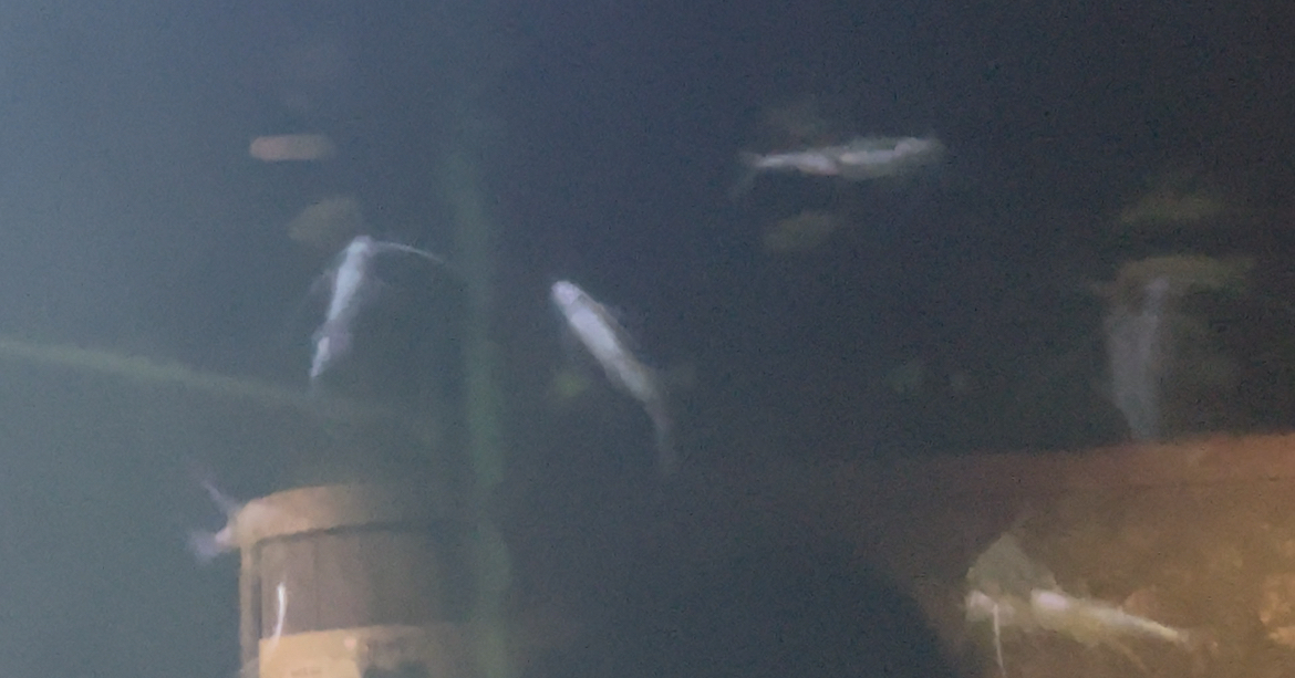 Can anyone id this fish