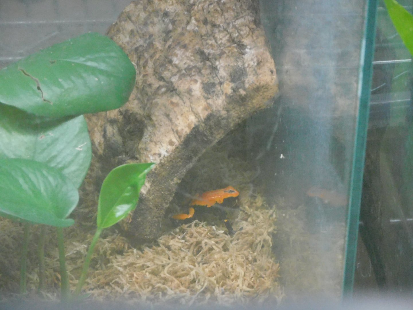 Can anyone id this frog