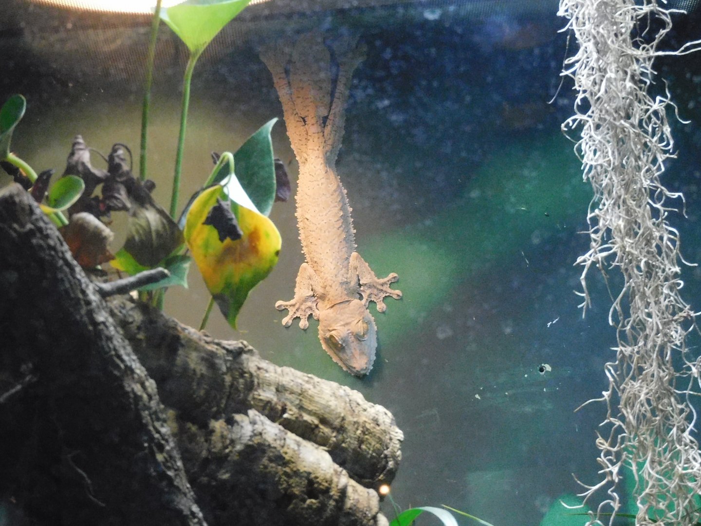 Can anyone id this gecko