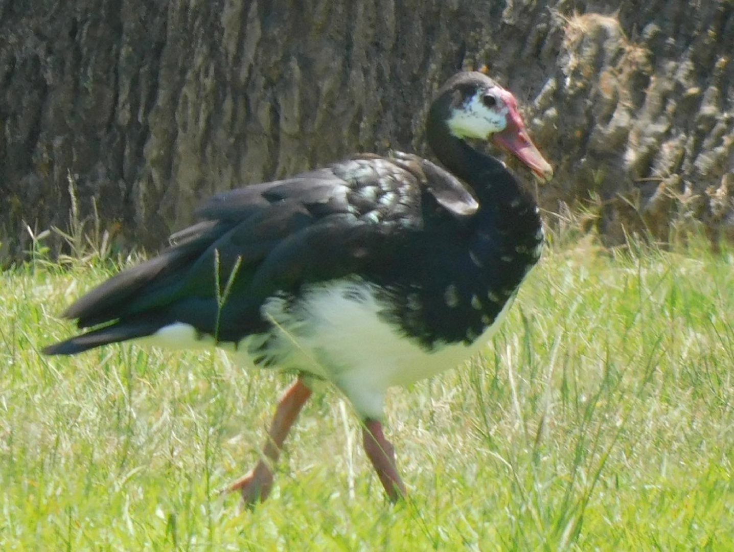 Can anyone id this goose