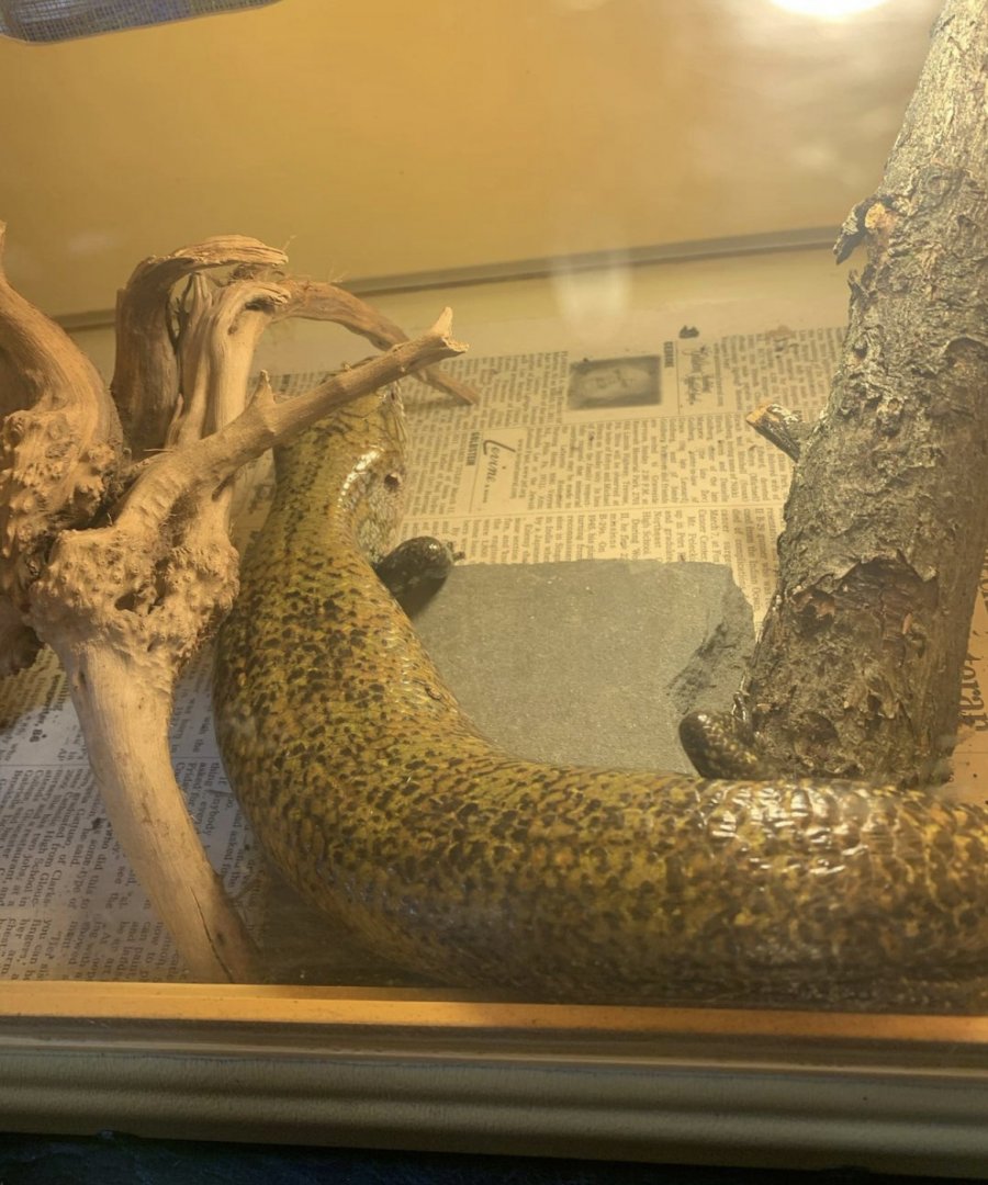 Can anyone id this lizard