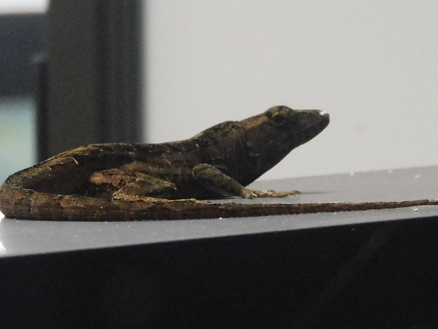 Can anyone id this lizard