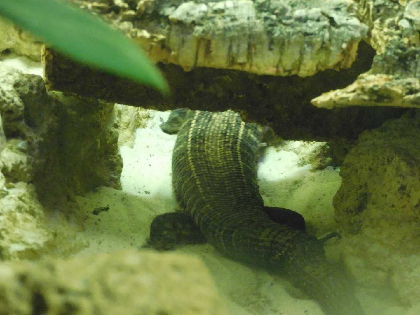 Can anyone id this lizard