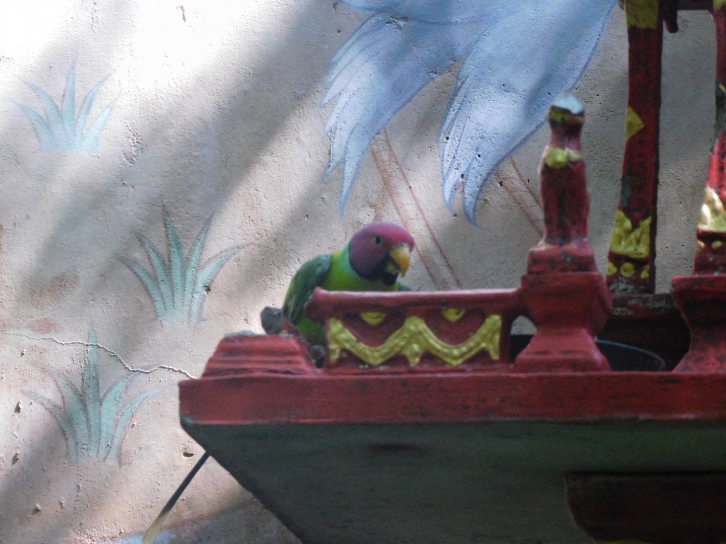 Can anyone id this Parrot