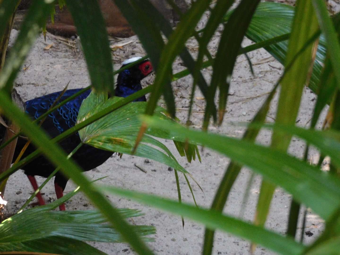 Can anyone id this pheasant