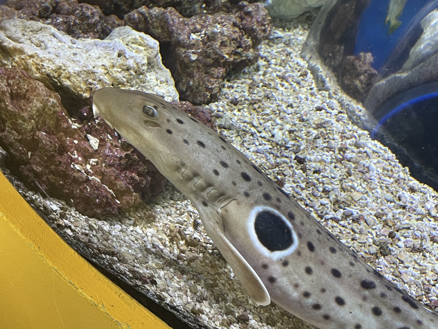 can anyone id this shark