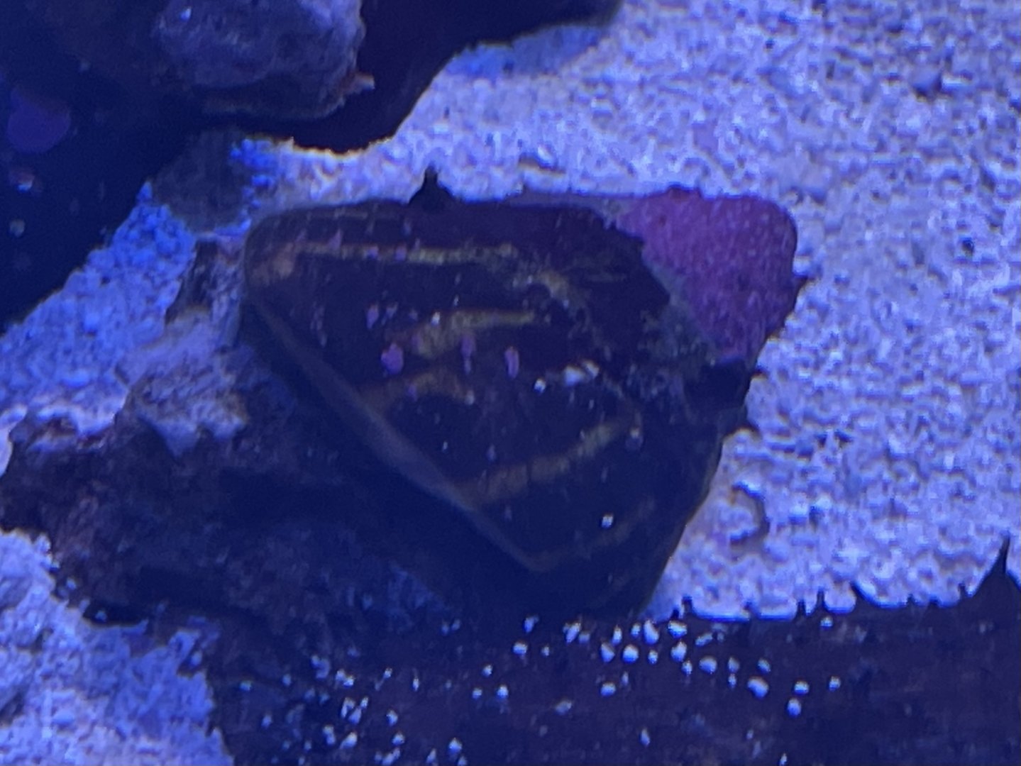 Can anyone id this snail